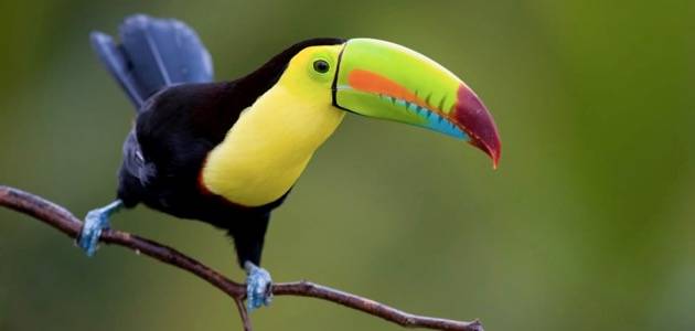 Costa Rica, avantura kroz 4 nacionalna parka