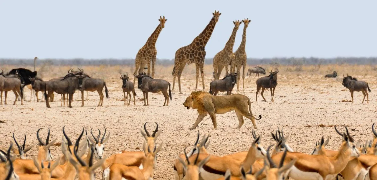 Namibija na nomadski (NNN) - naslovna fotografija