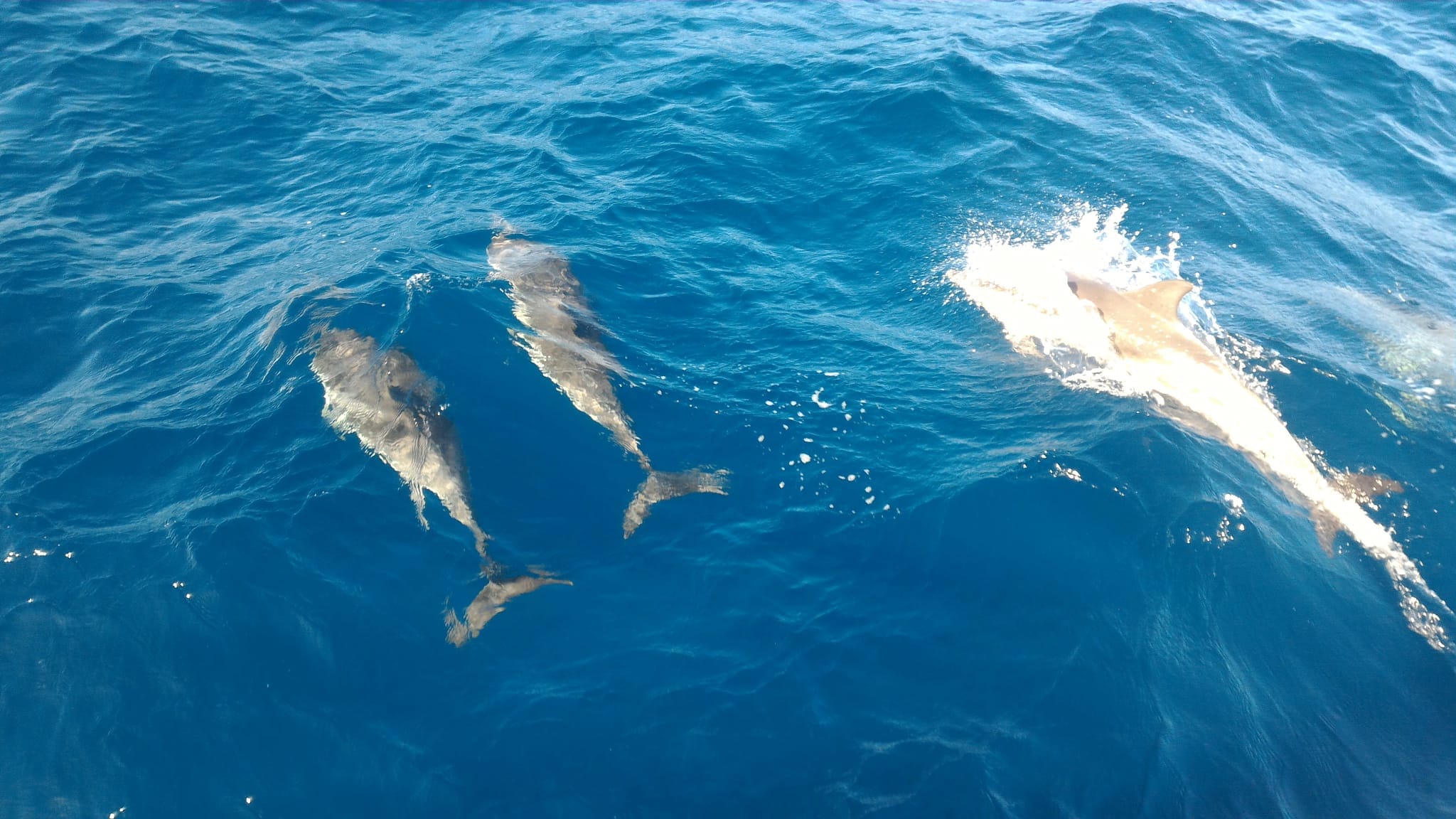 Hrvatska jedrenje, južni Jadran tragovima dubrovačke republike